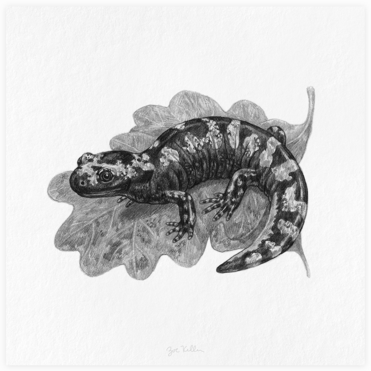 Marbeled Salamander - $15