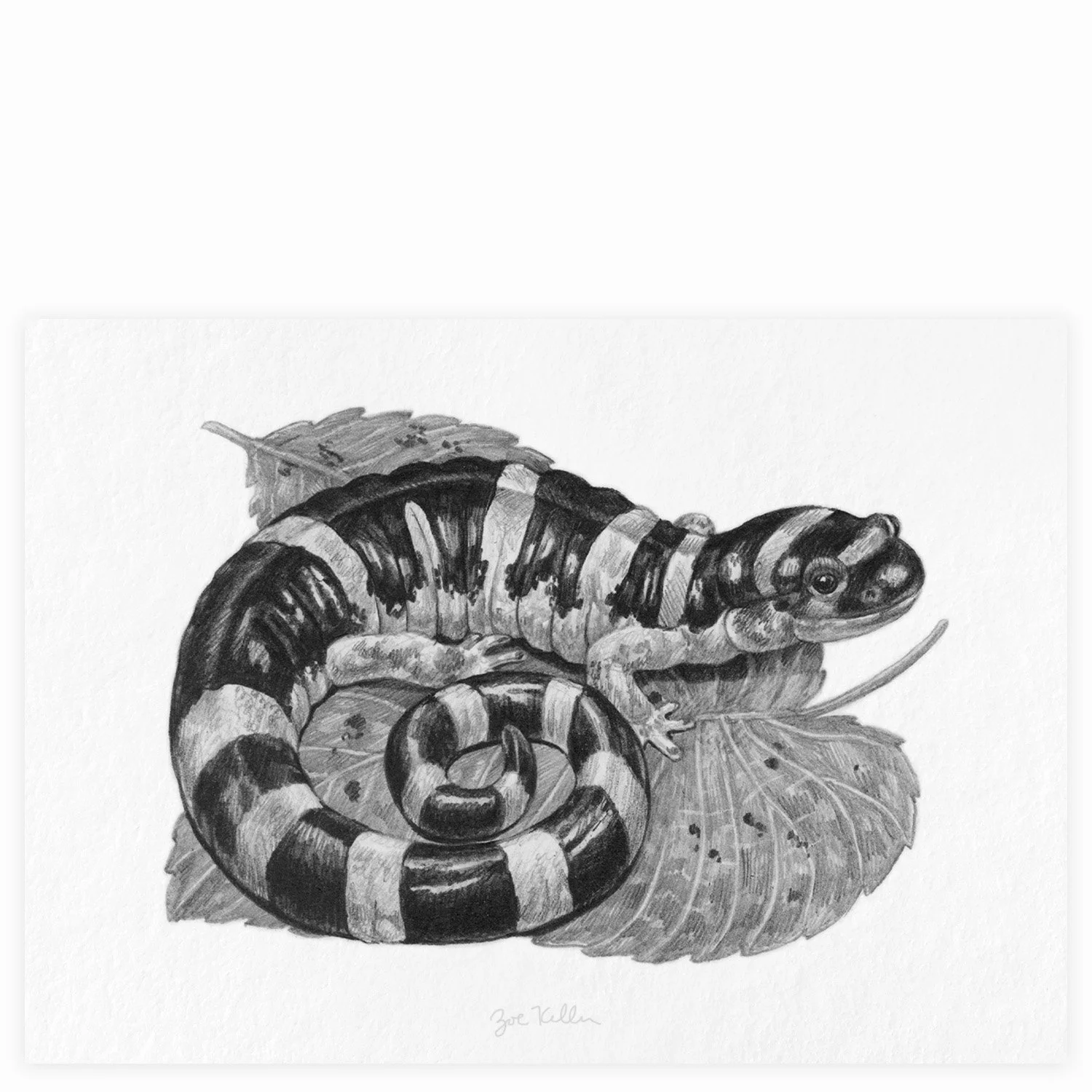 Ringed Salamander - $15