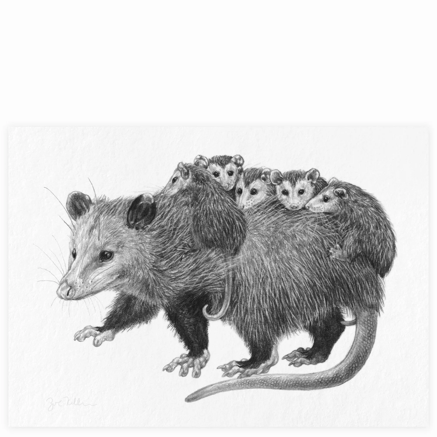 Opossum Family - $15