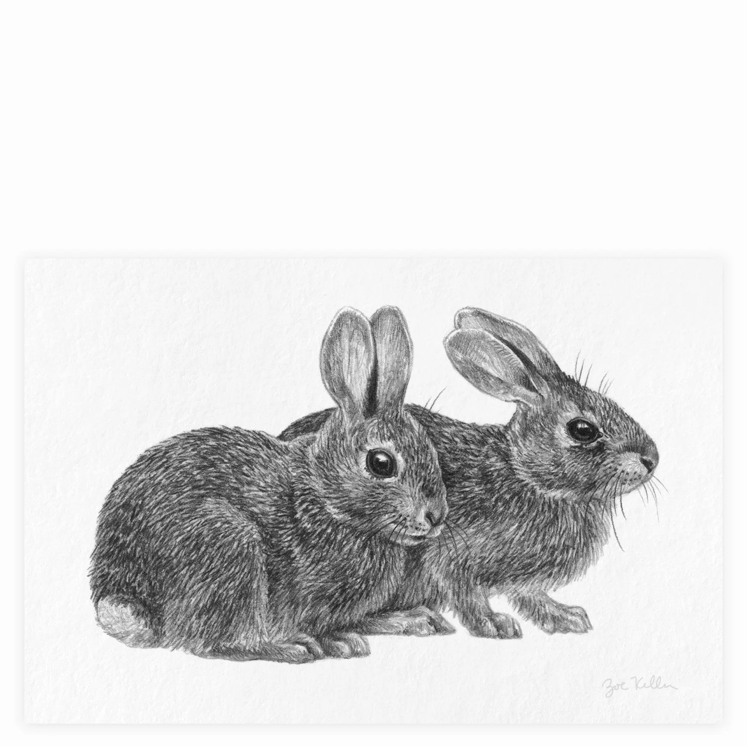 Eastern Cottontails - $12