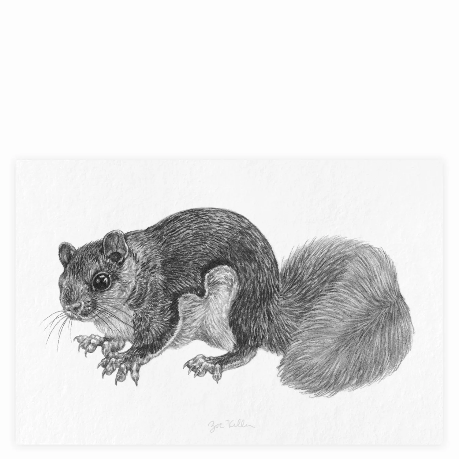 Flying Squirrel - $12 