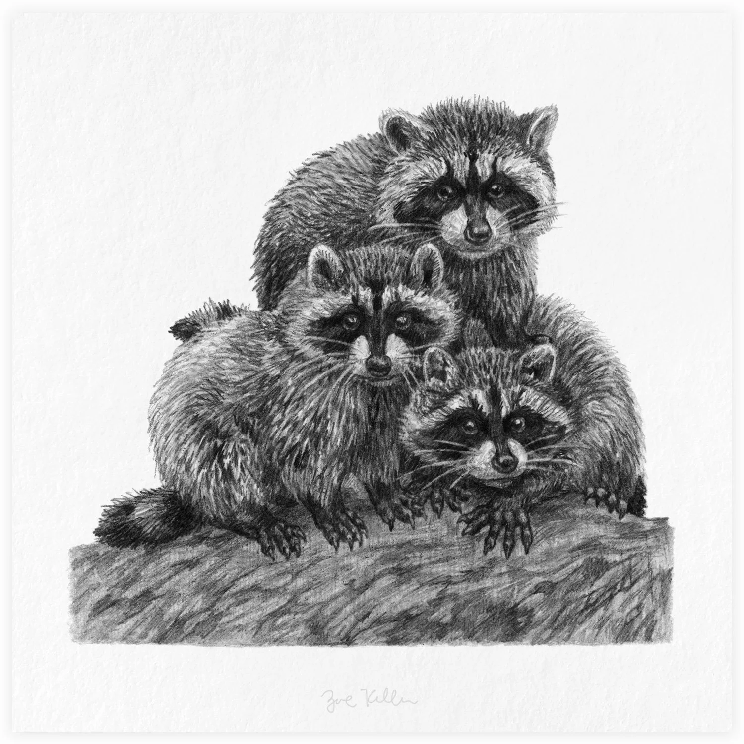 Raccoons - $15