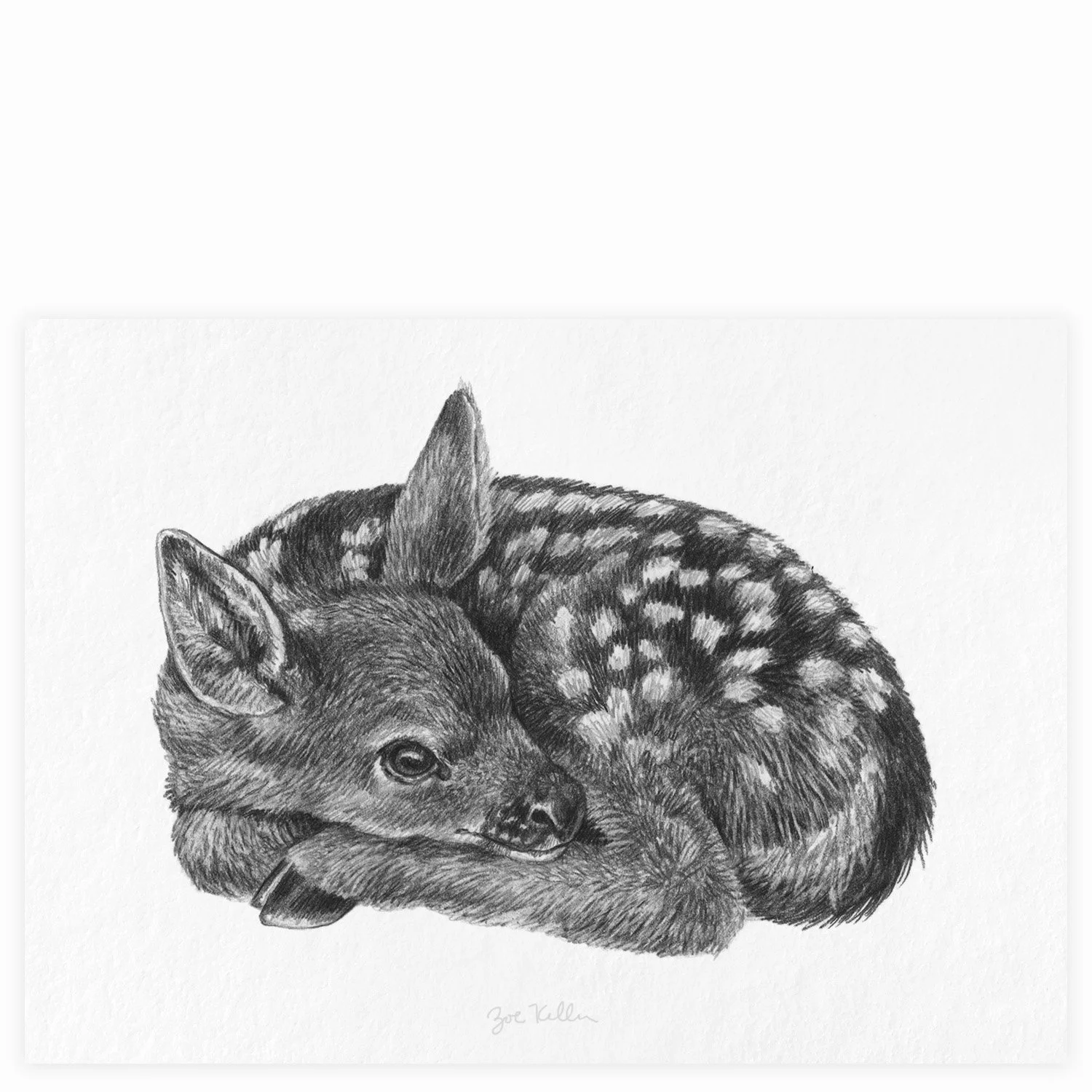 Fawn Curled Up - $15 
