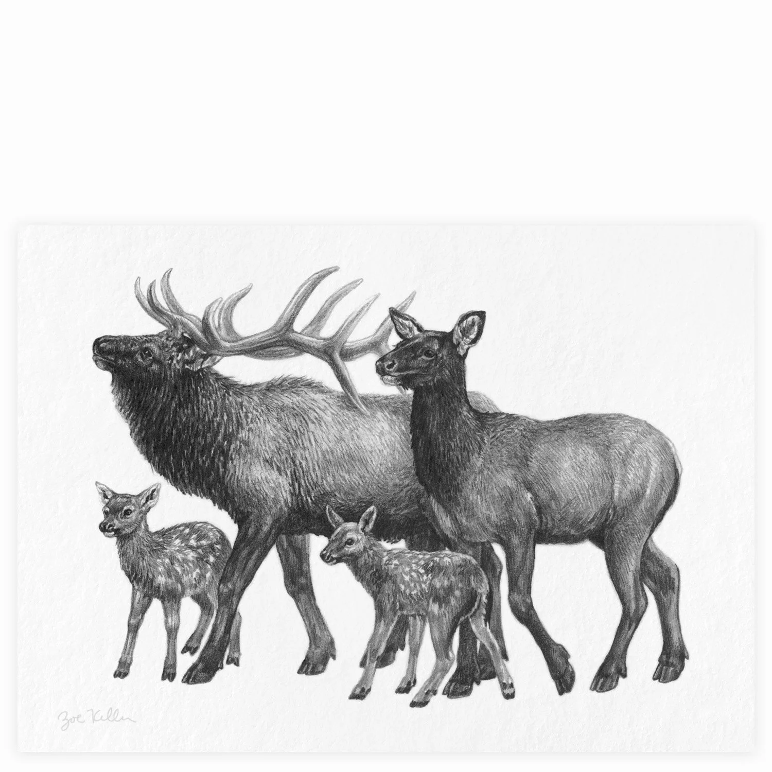 Elk Family - $15