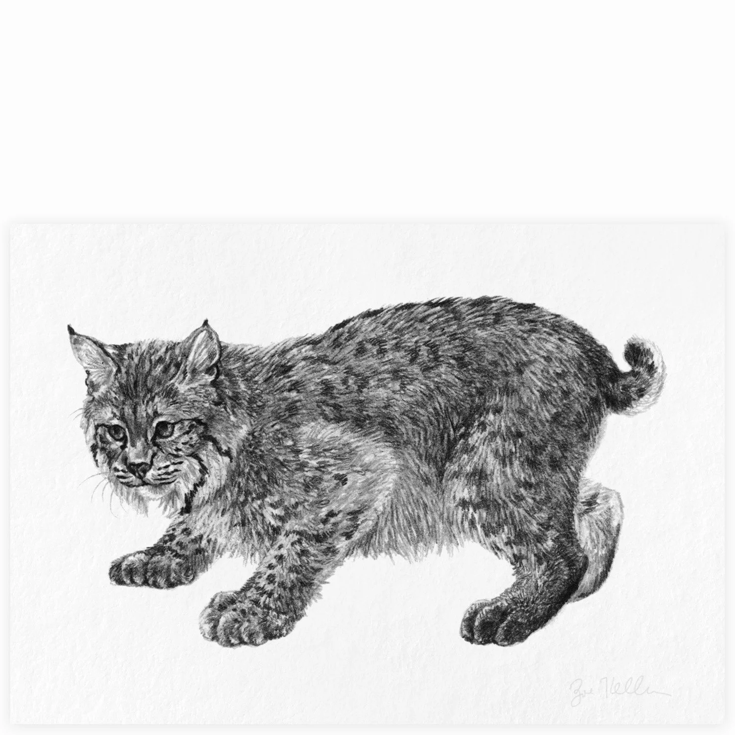 Bobcat - $10 