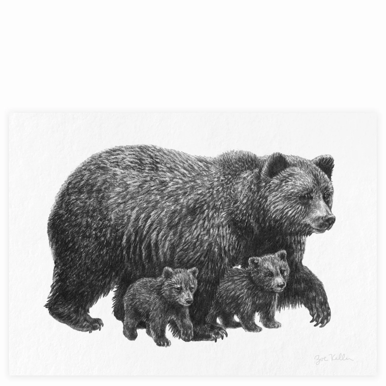 Grizzlies - $15