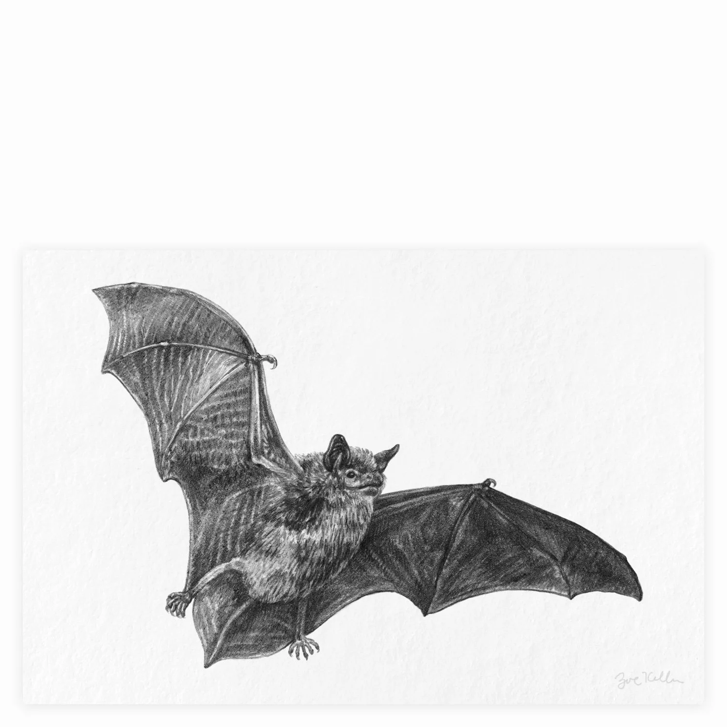 Little Brown Bat - $12