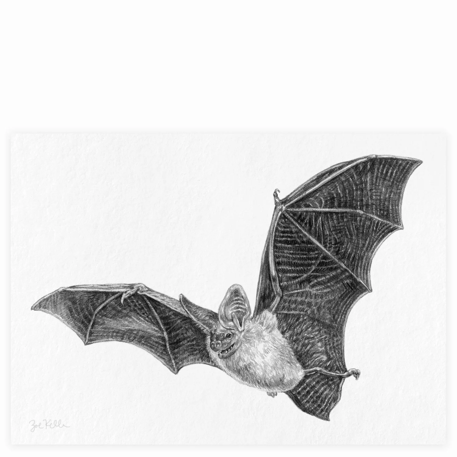 Pallid Bat - $15