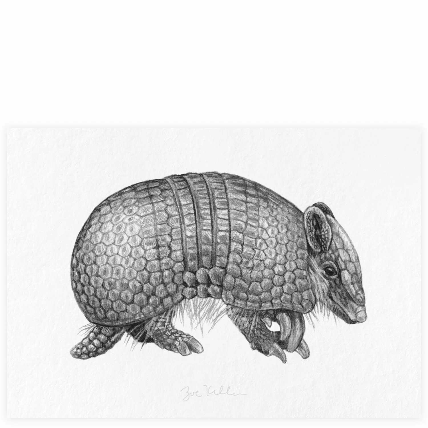 Armadillo - $10