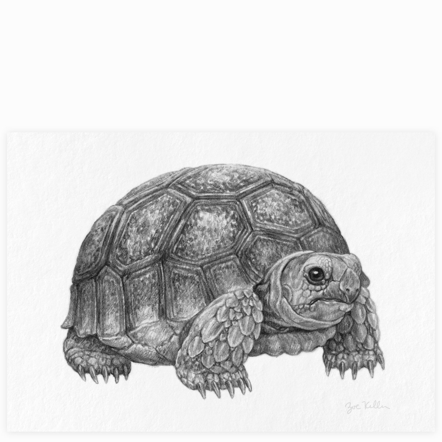 Baby Sulcata Tortoise - $10 