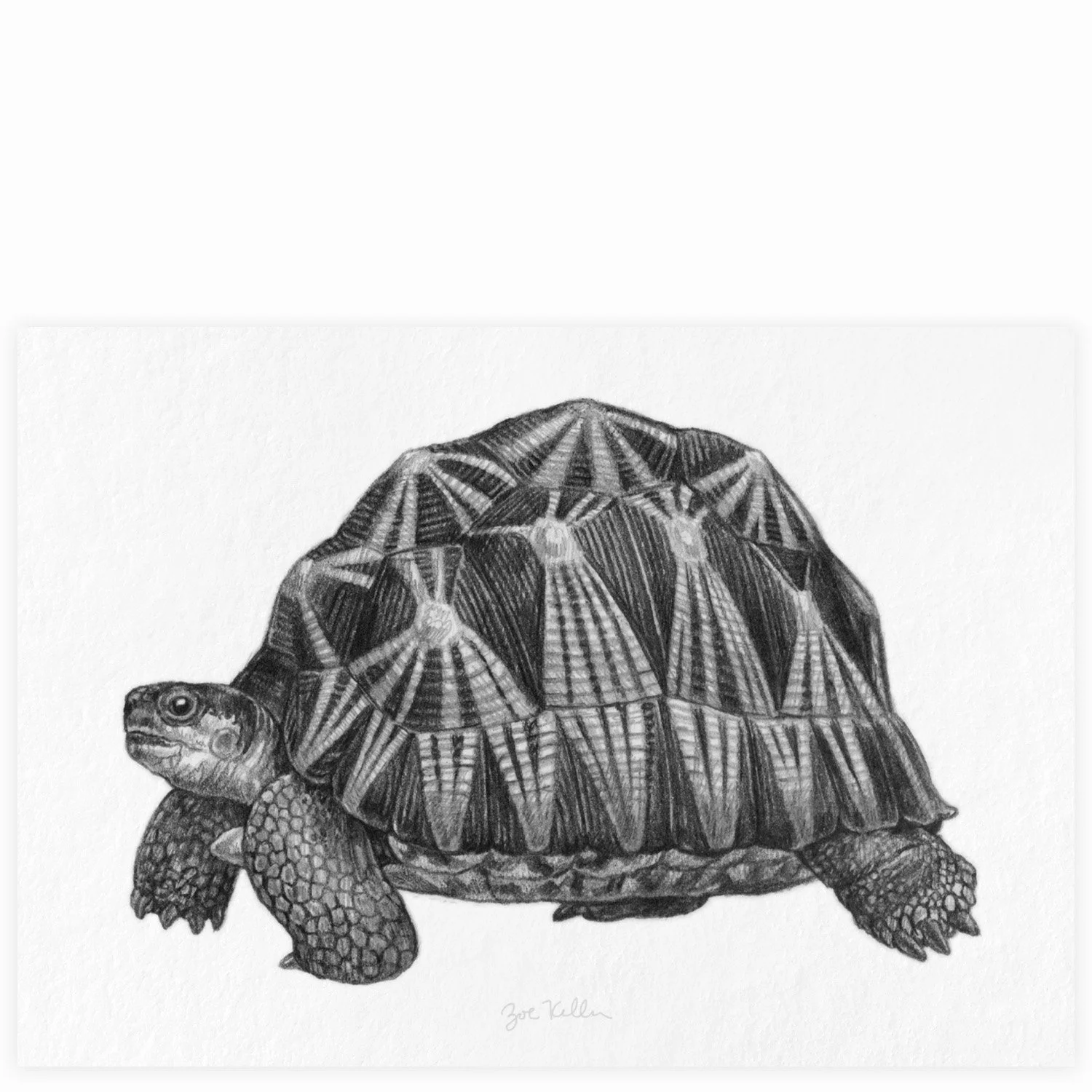 Radiated Tortoise - $10