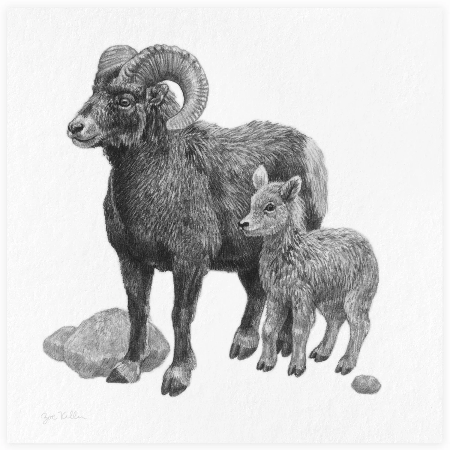 Bighorn Sheep - $15