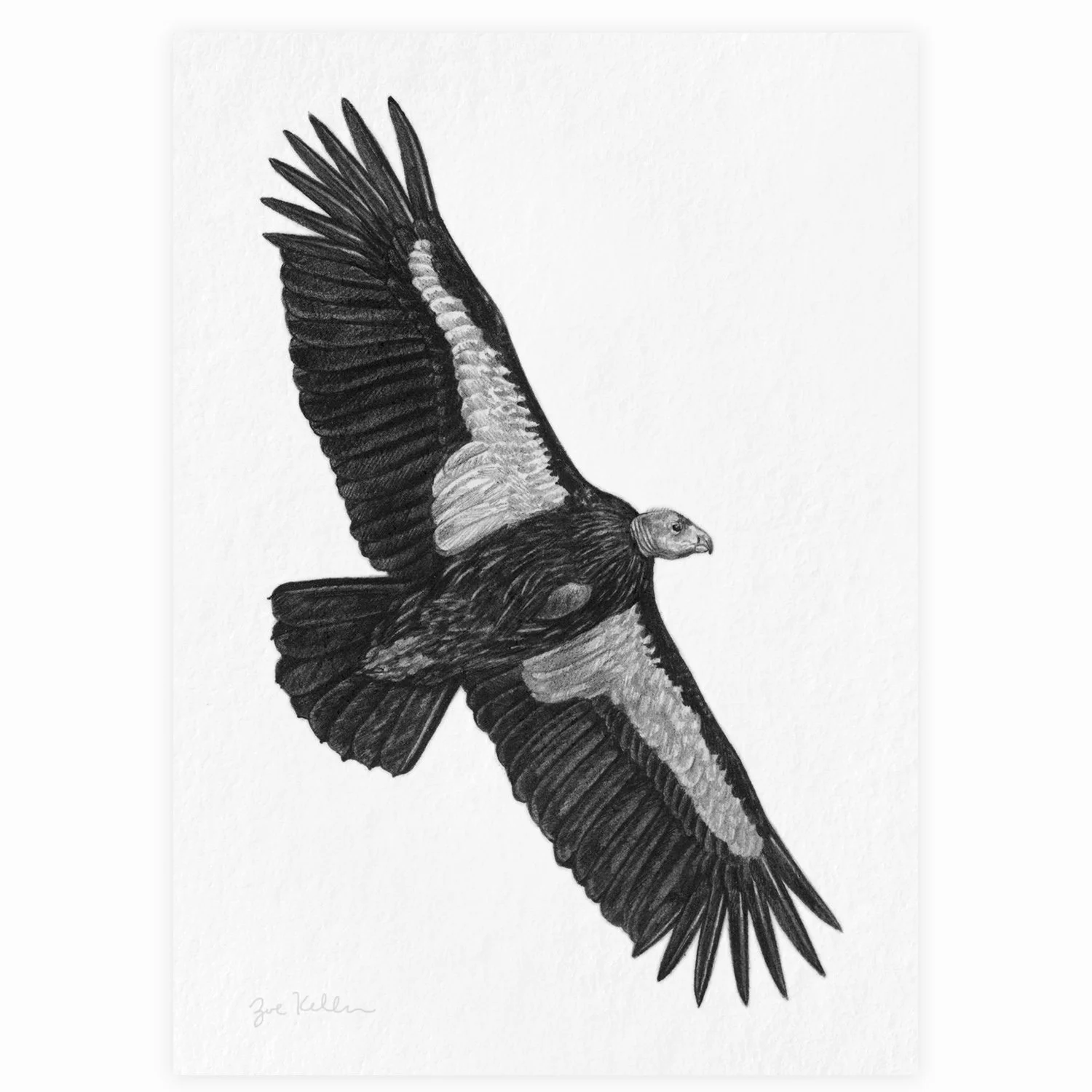 California Condor - $15