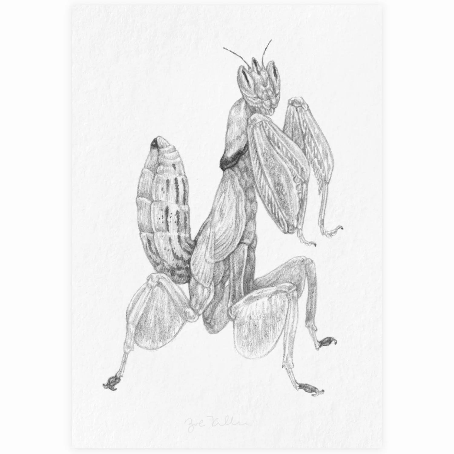 Orchid Mantis - $10 