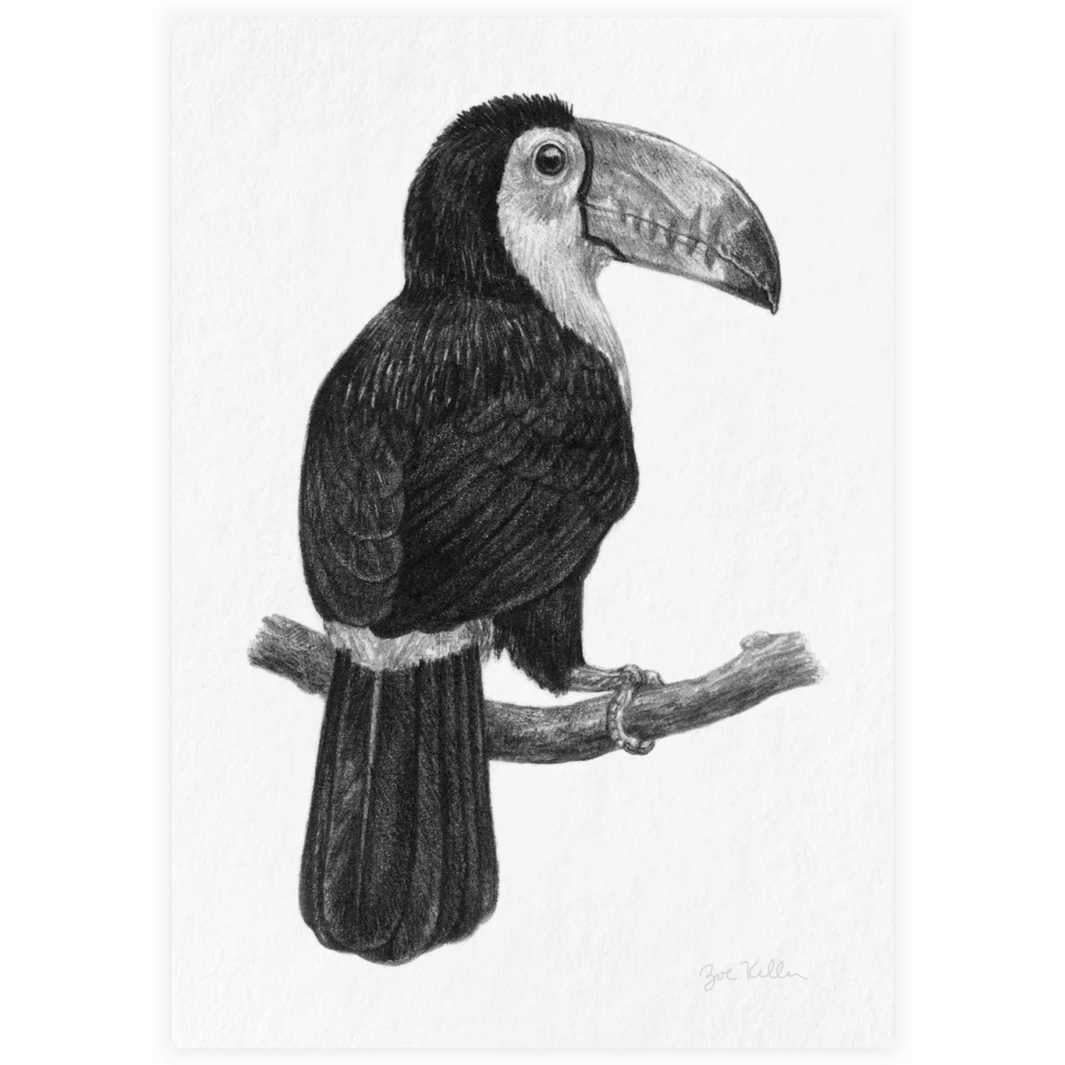 Toucan - $10
