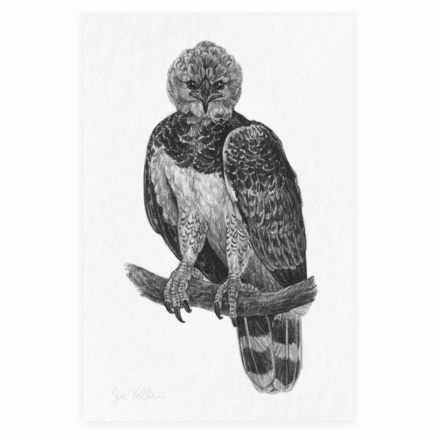 Harpy Eagle - $12 