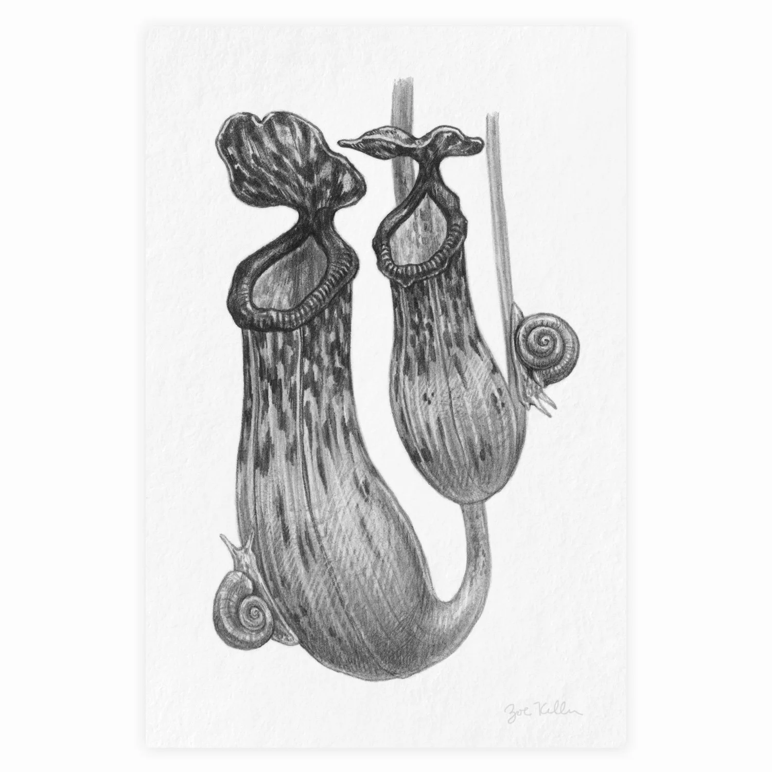 Pitcher Plant - $12