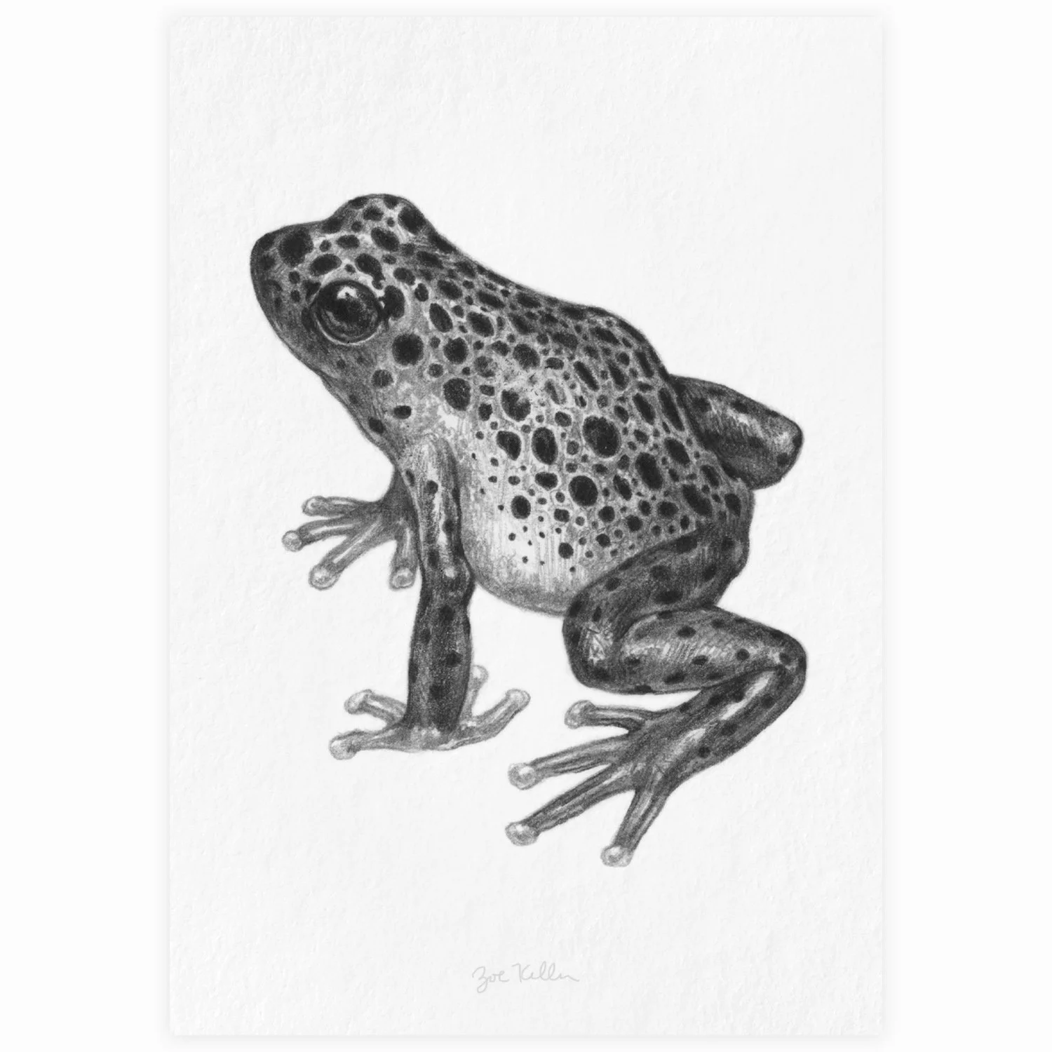 Poison Dart Frog - $10