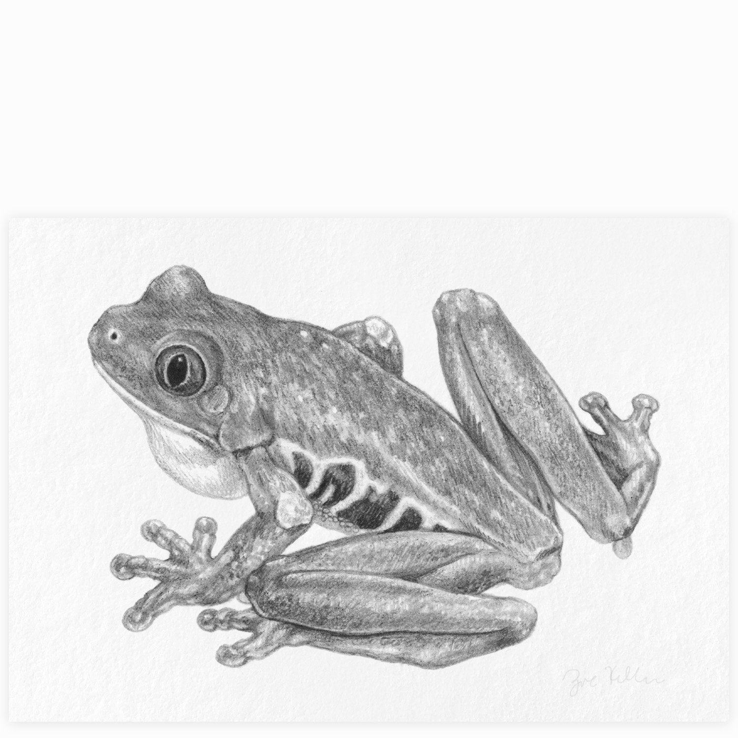 Red-eyed Tree Frog - $10