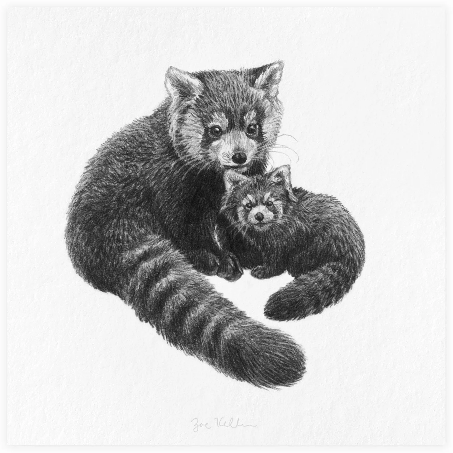 Red Pandas - $15