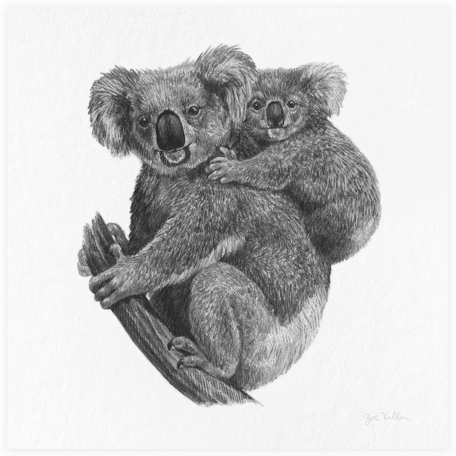 Koalas - $15 