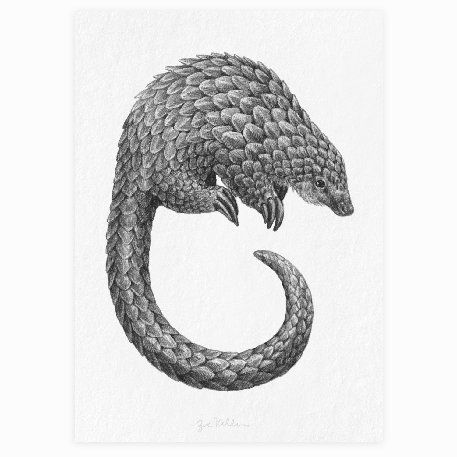White-bellied Pangolin - $15
