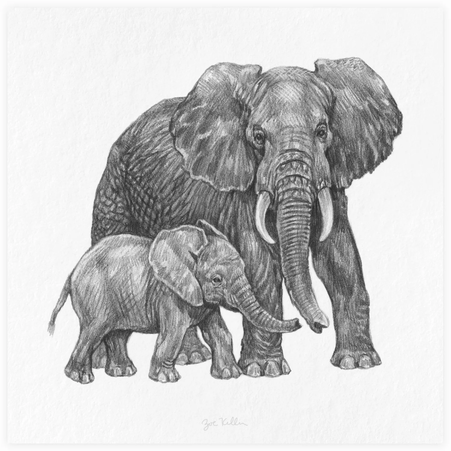 Elephants - $15 