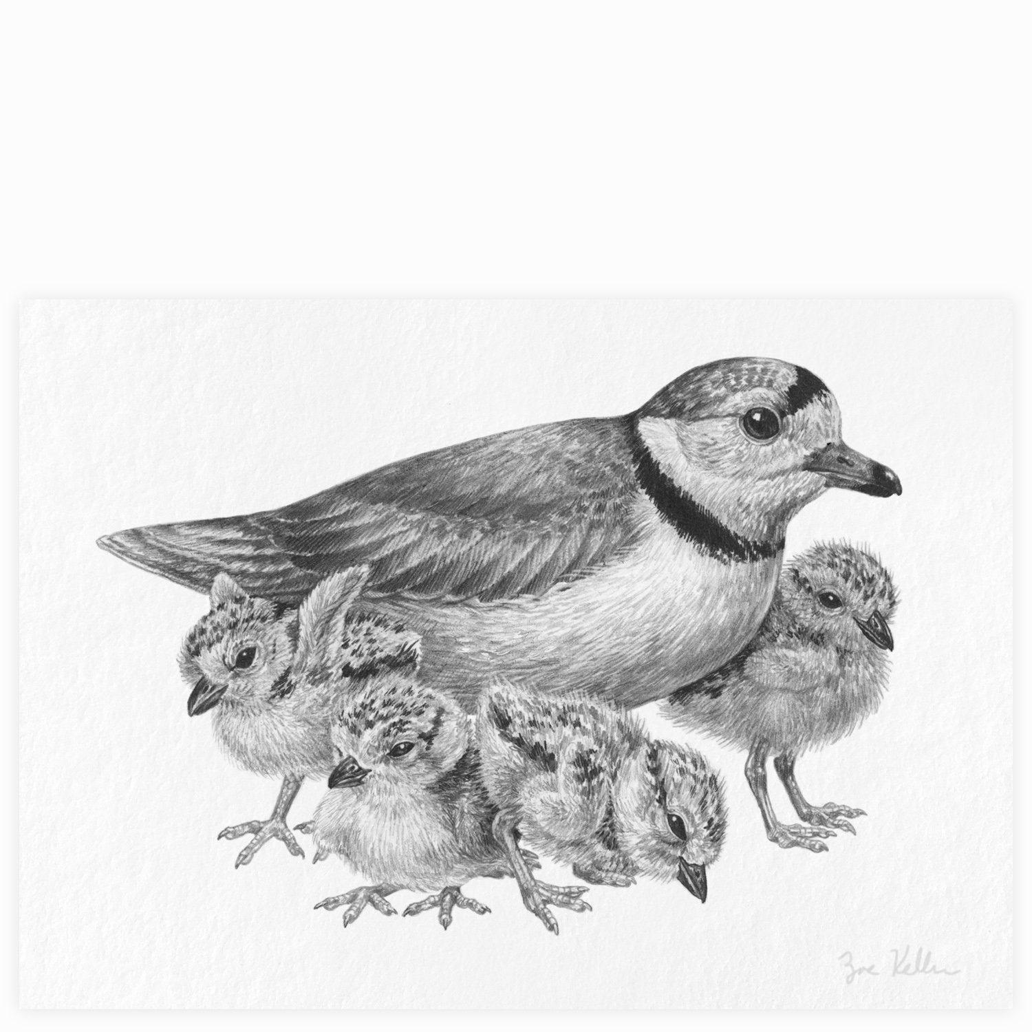 Piping Plovers - $15 
