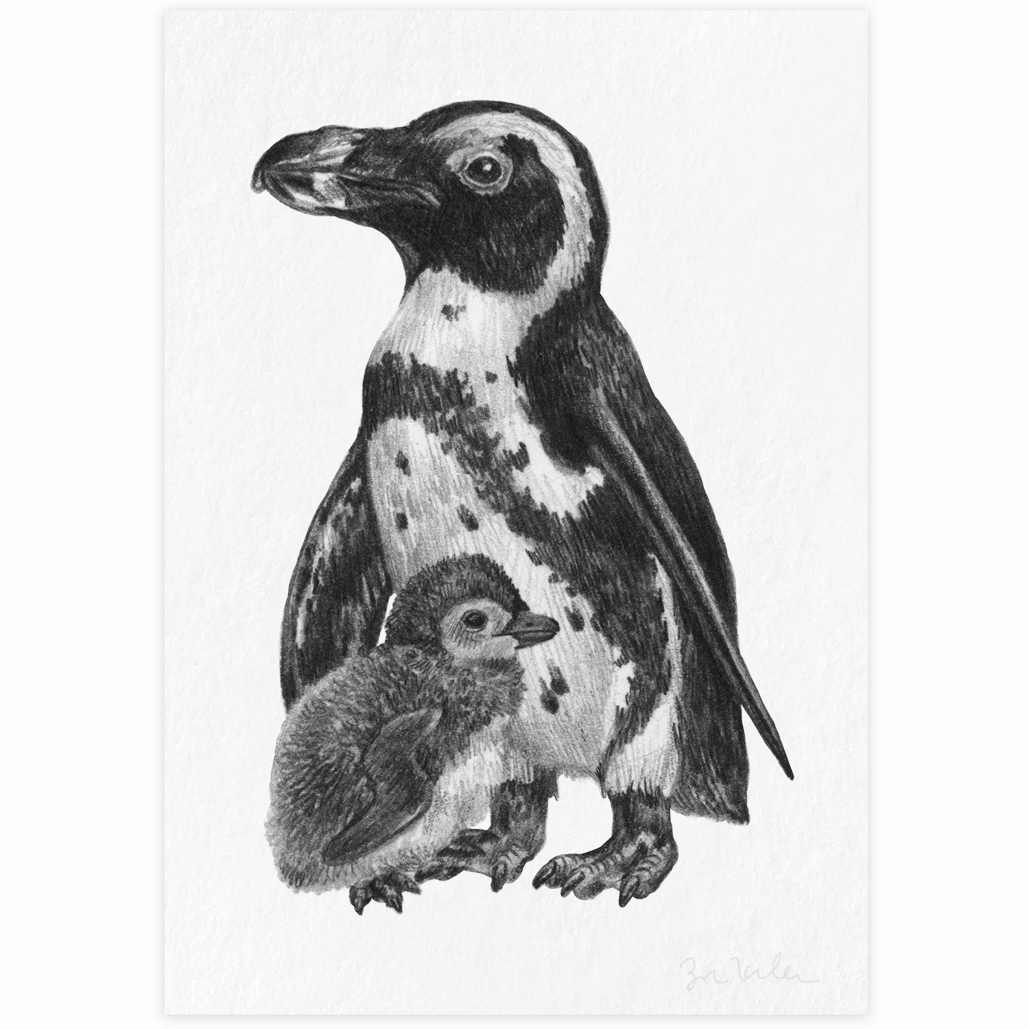 African Penguin - $10 