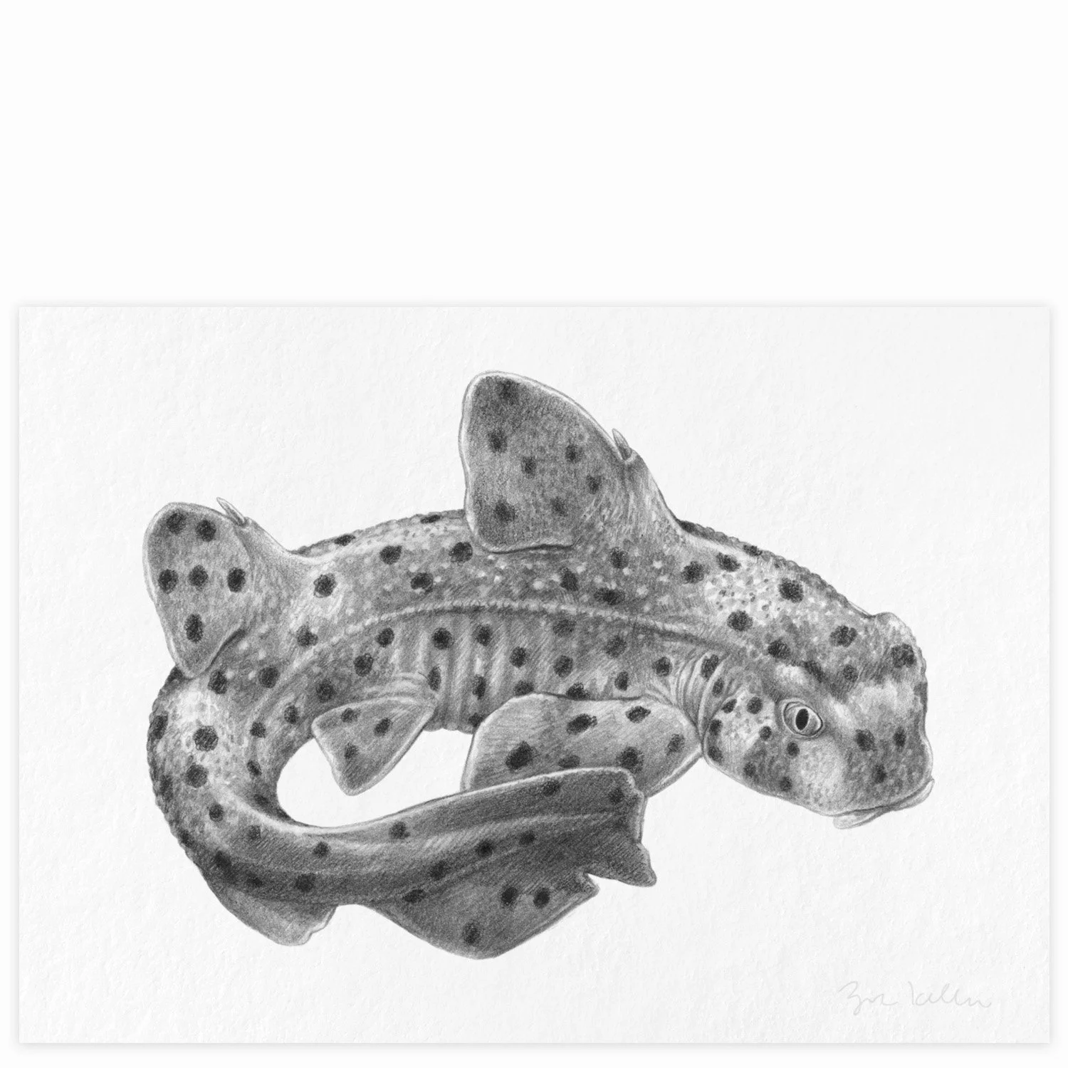 California Horned Shark - $15 