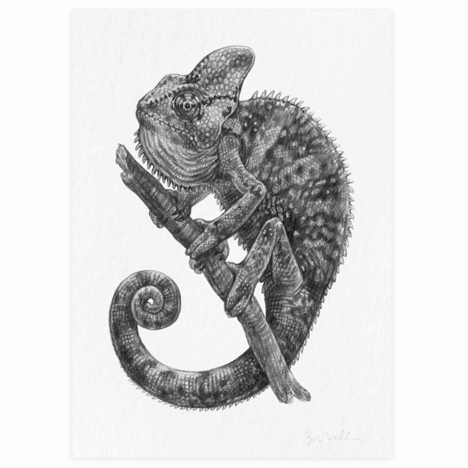 Veiled Chameleon - $15 