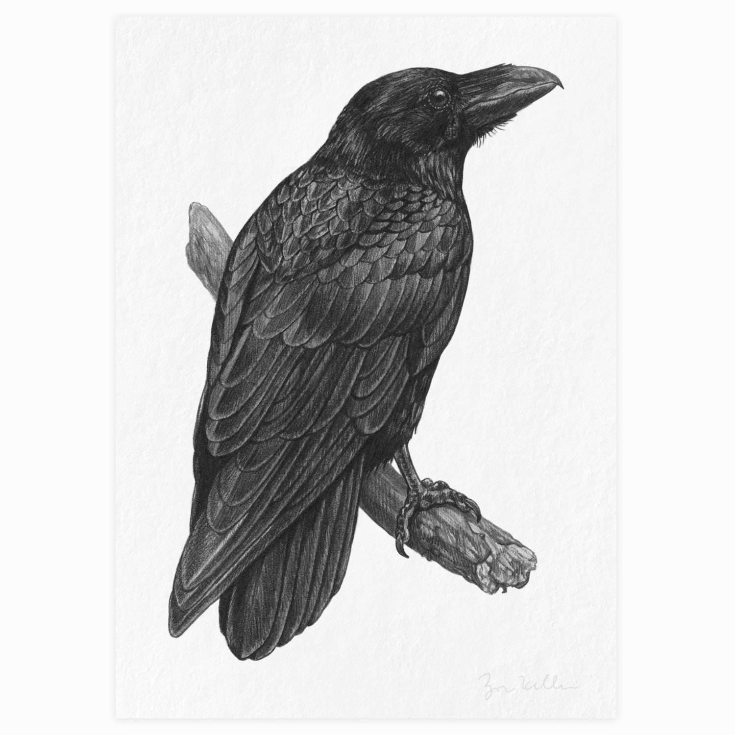 Raven - $15