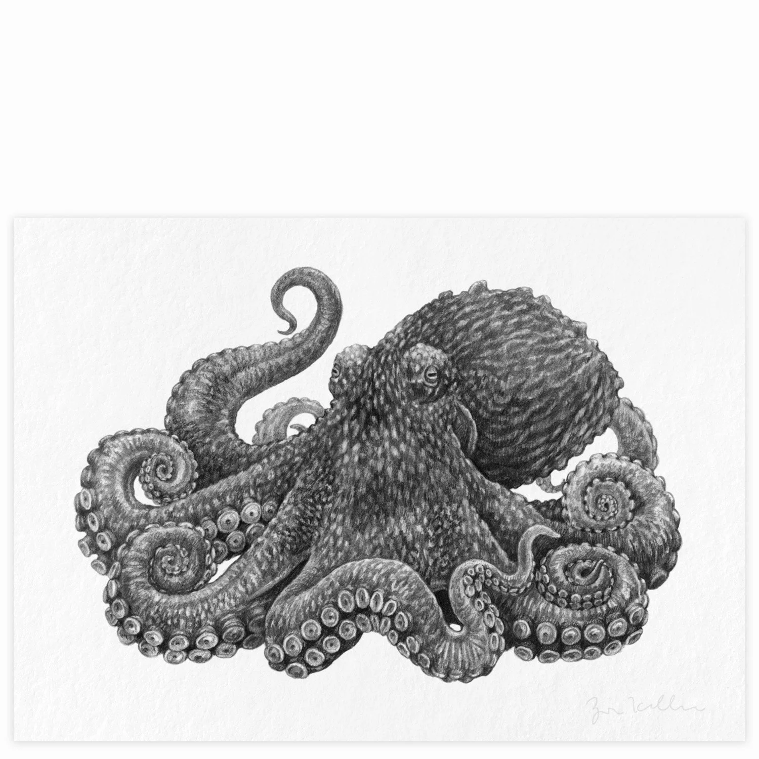 Giant Pacific Octopus - $15