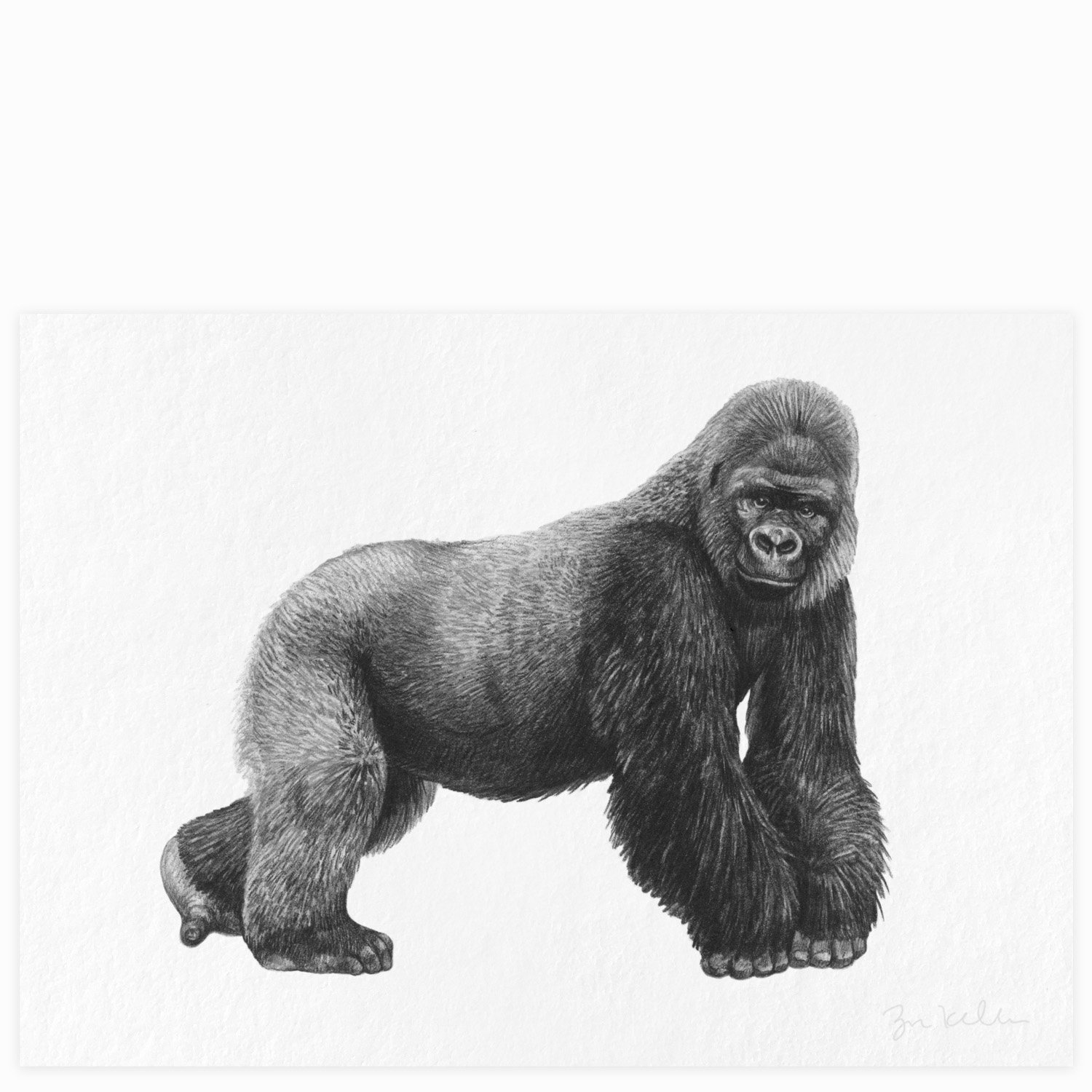Gorilla - $15