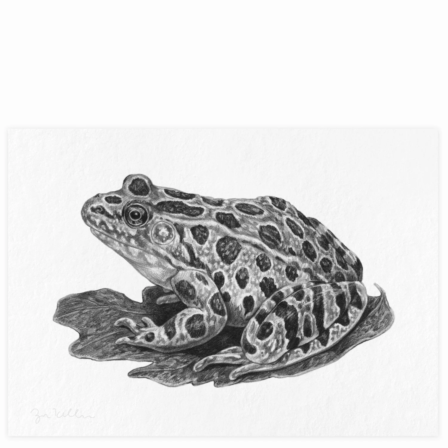 Northern Leopard Frog - $15