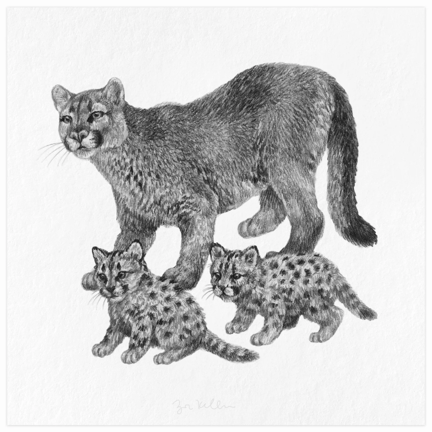 Mountain Lions - $15 