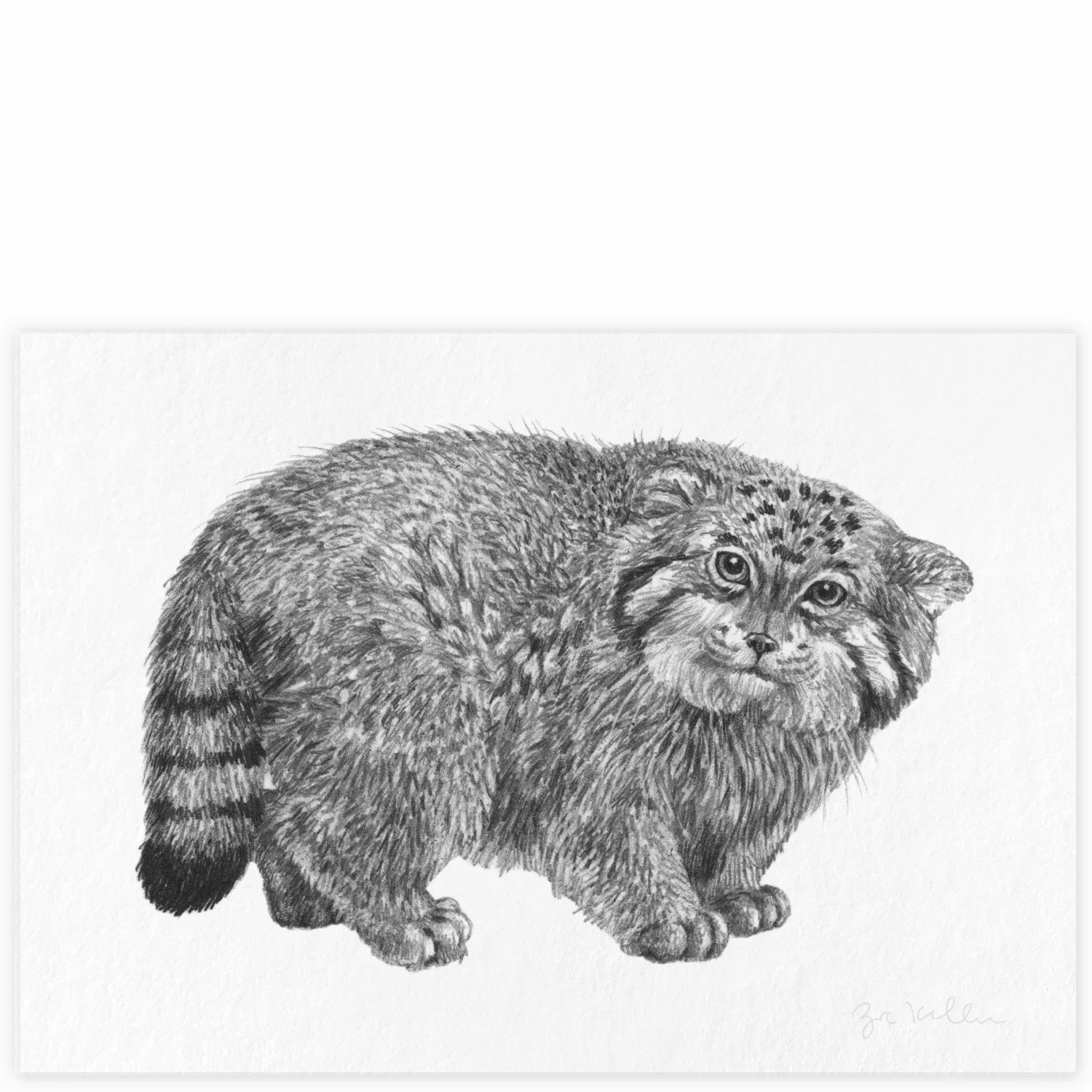 Pallas Cat - $10
