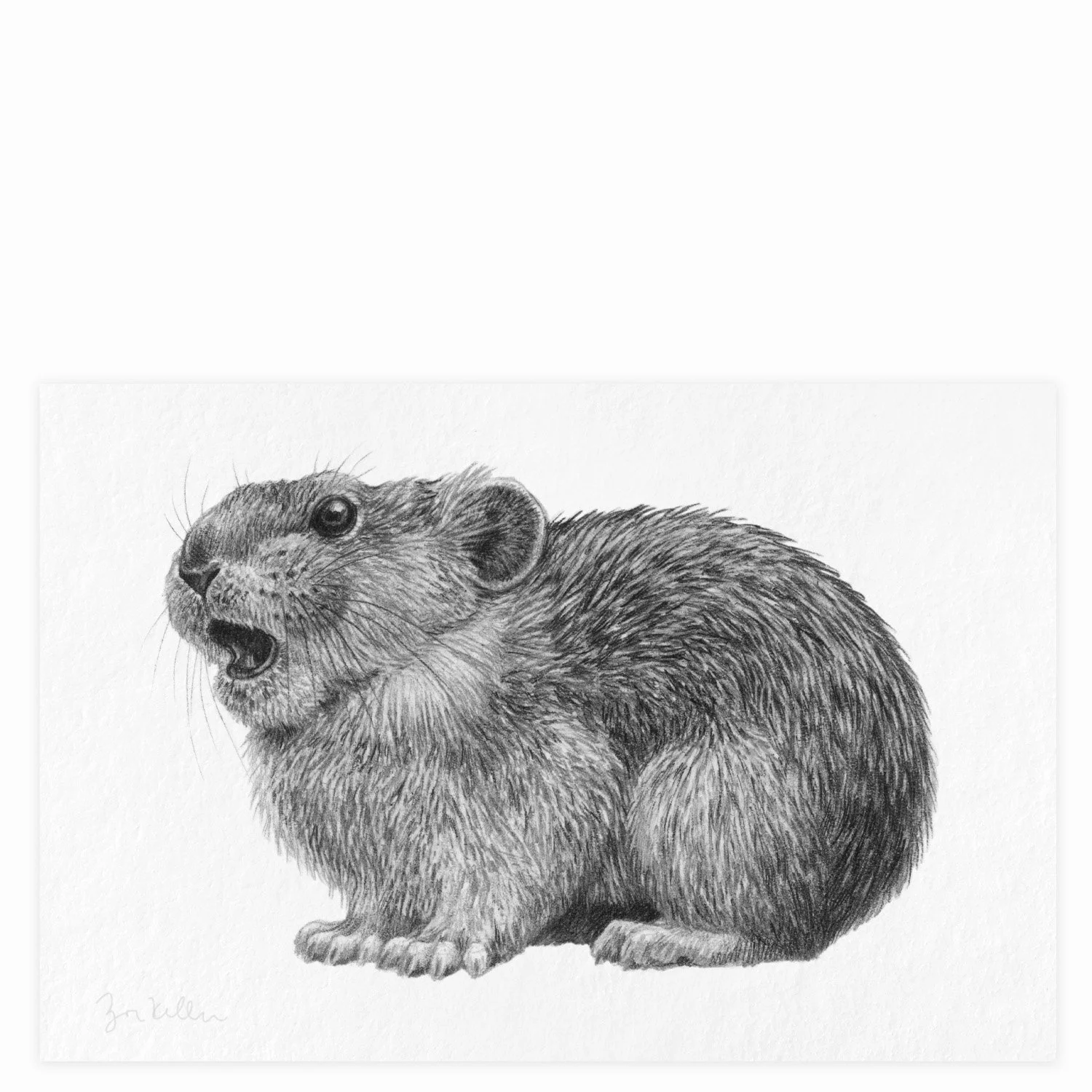 Pika - $12 