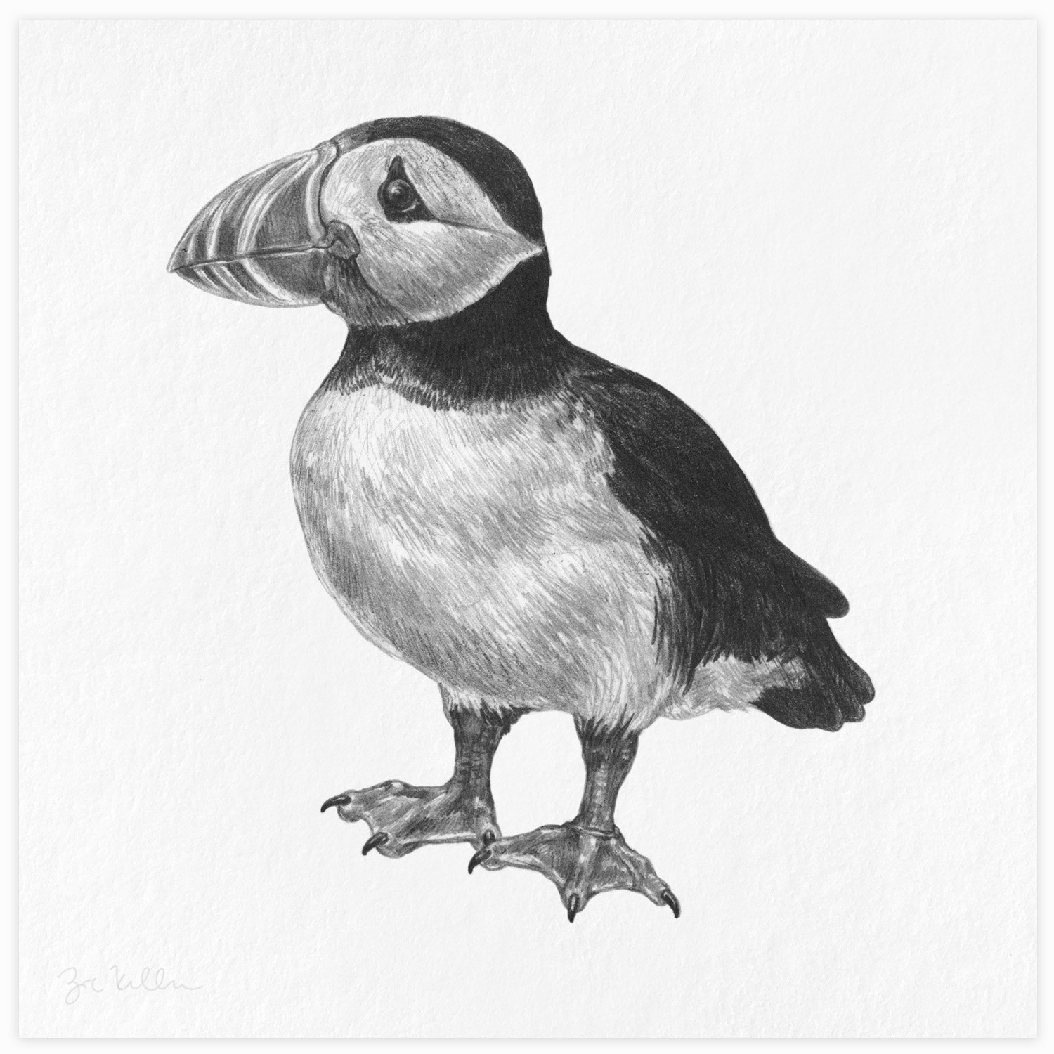 Atlantic Puffin - $15 