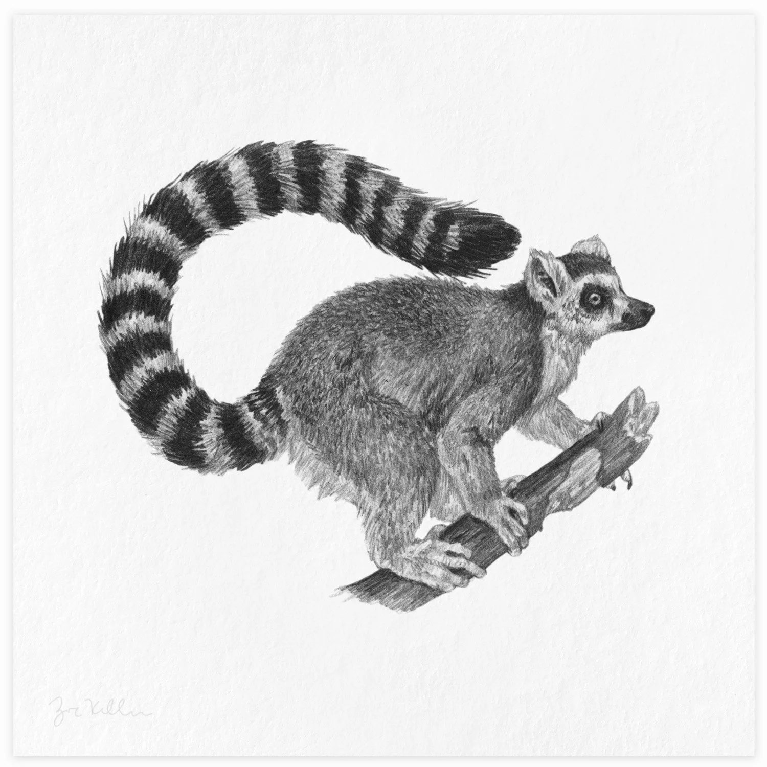 Ringtail Lemur - $15