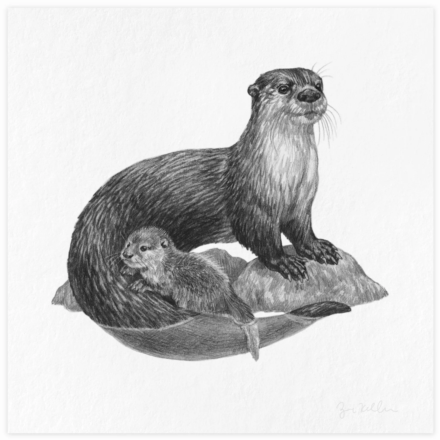 River Otter - $15 