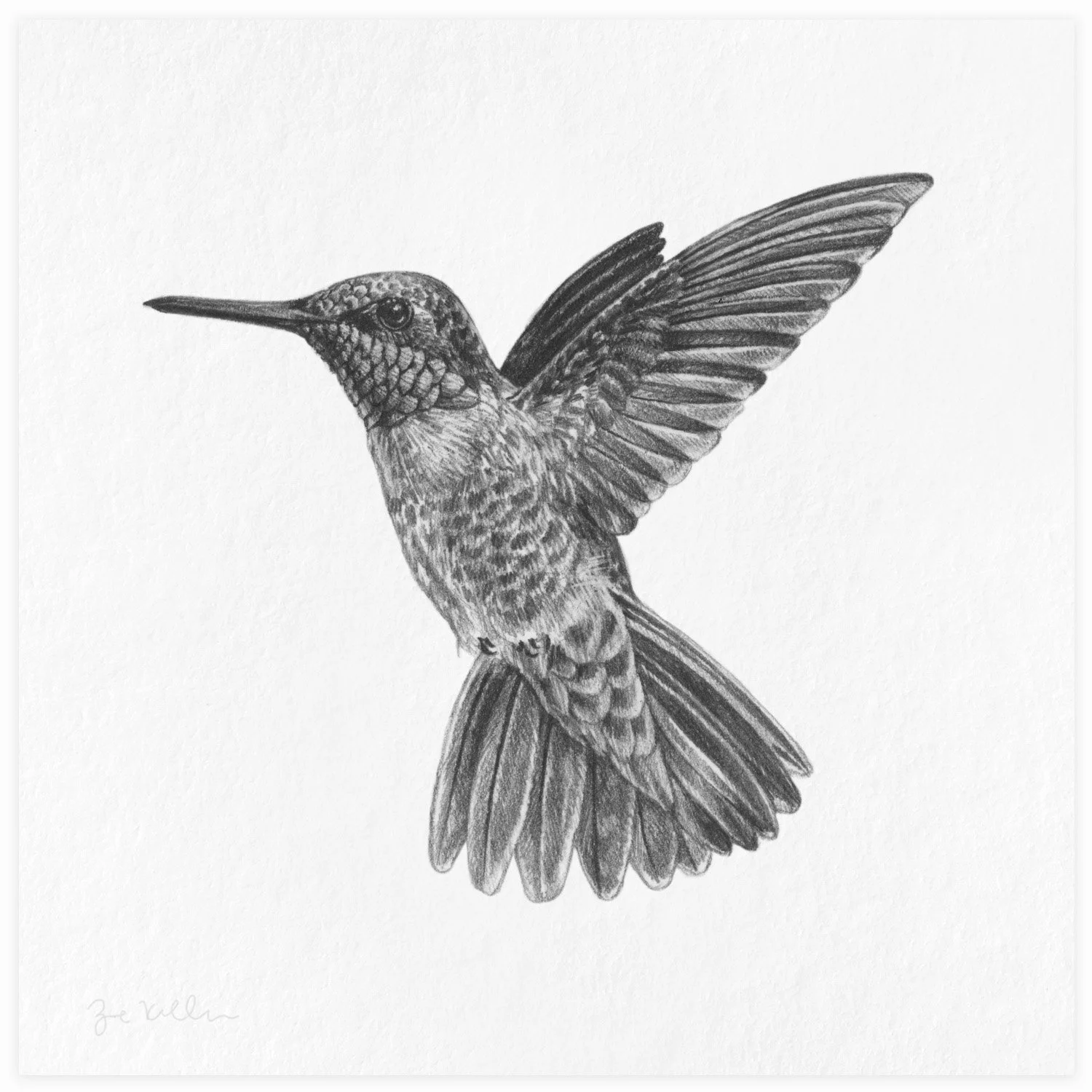 Ruby-throated Hummingbird - $15