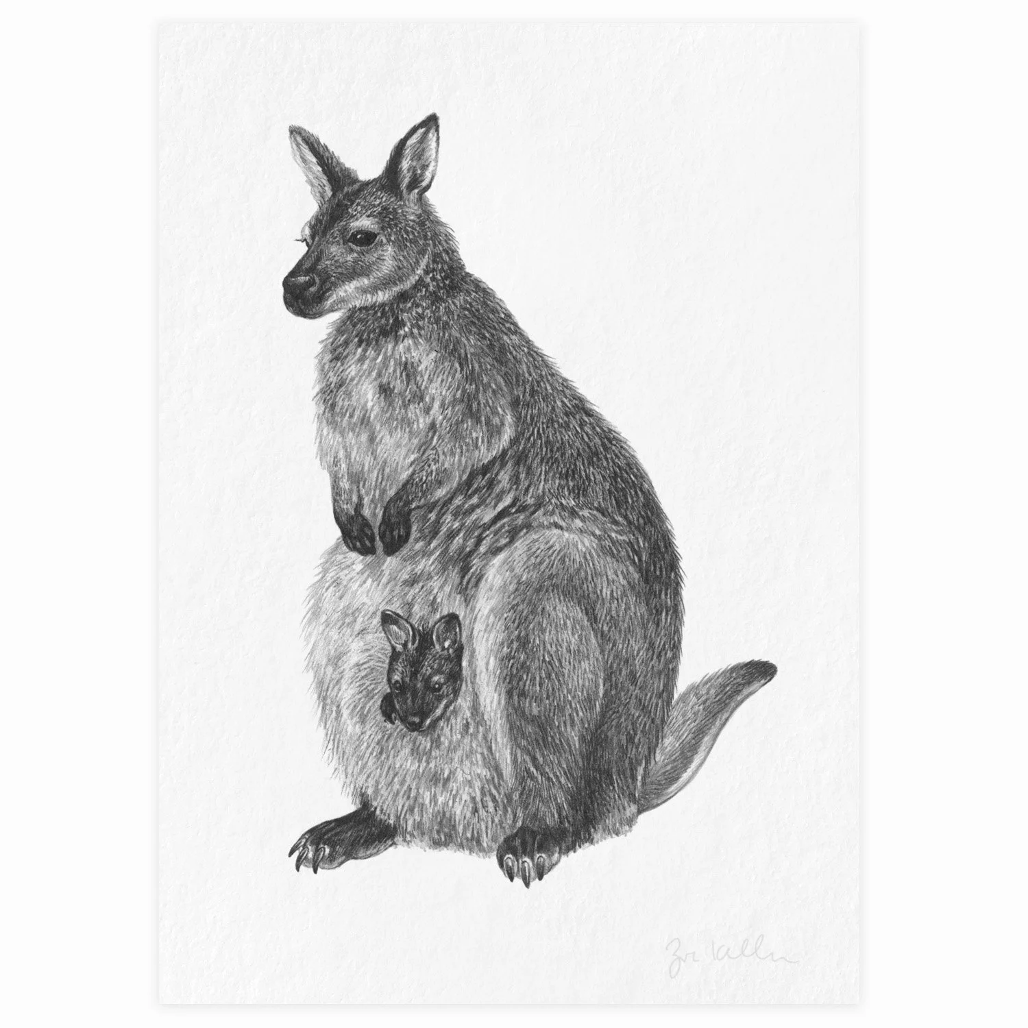 Wallaby - $15