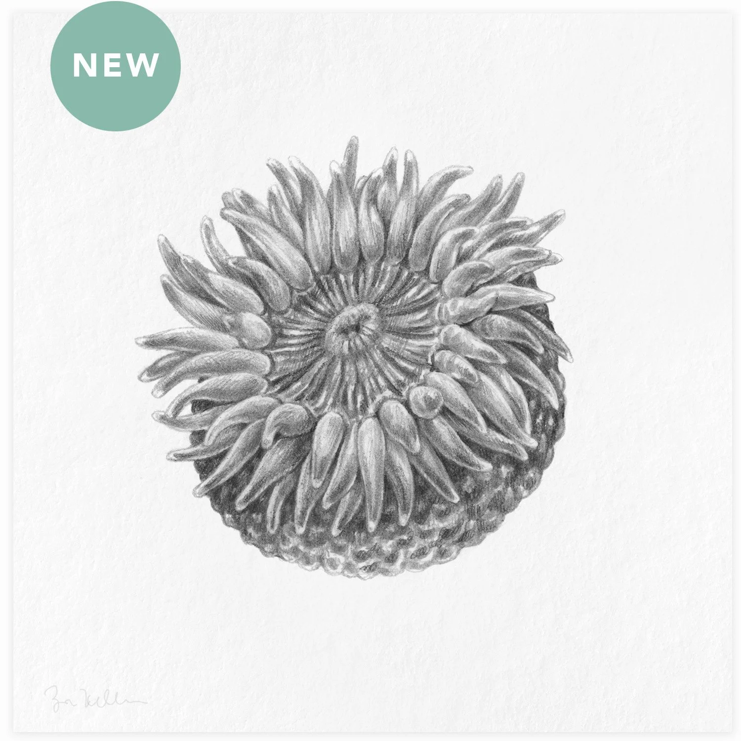 Aggregating Anemone - $15
