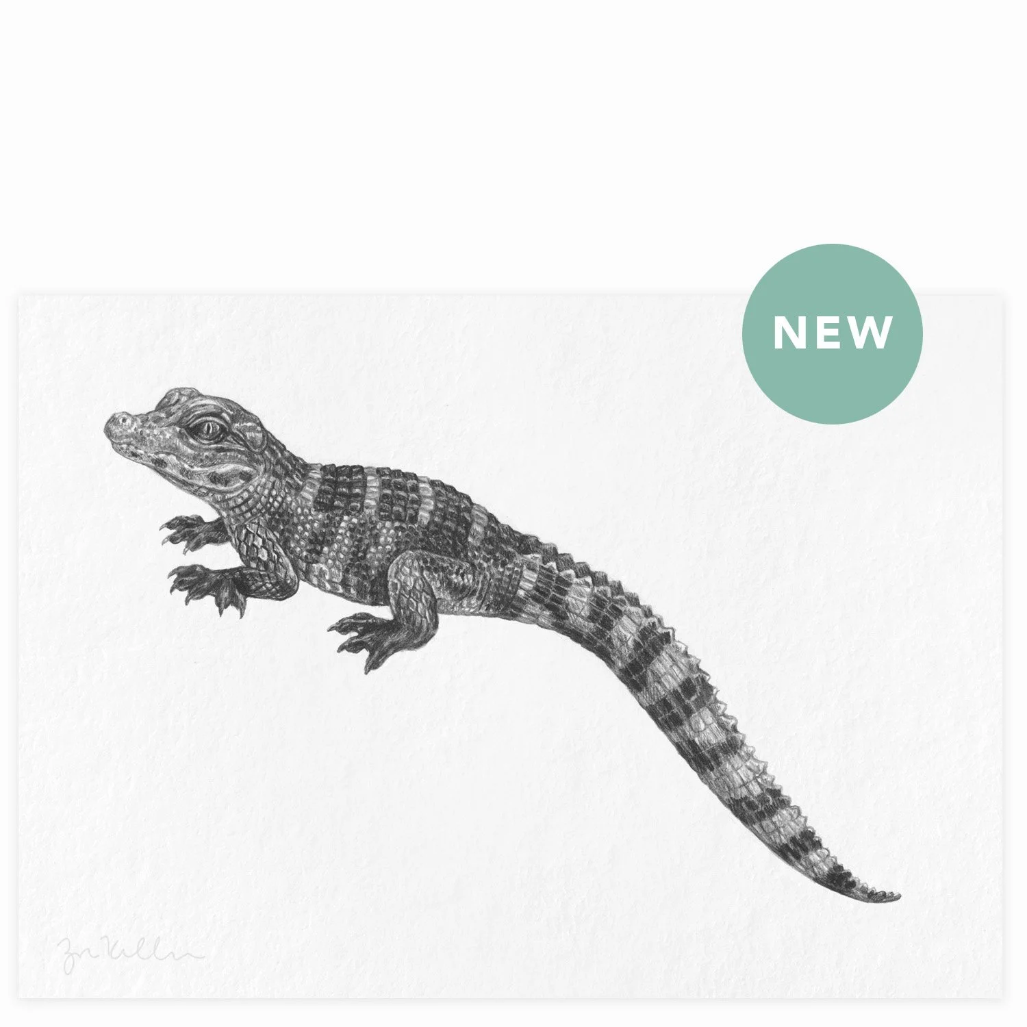 American Alligator Hatchling - $15 