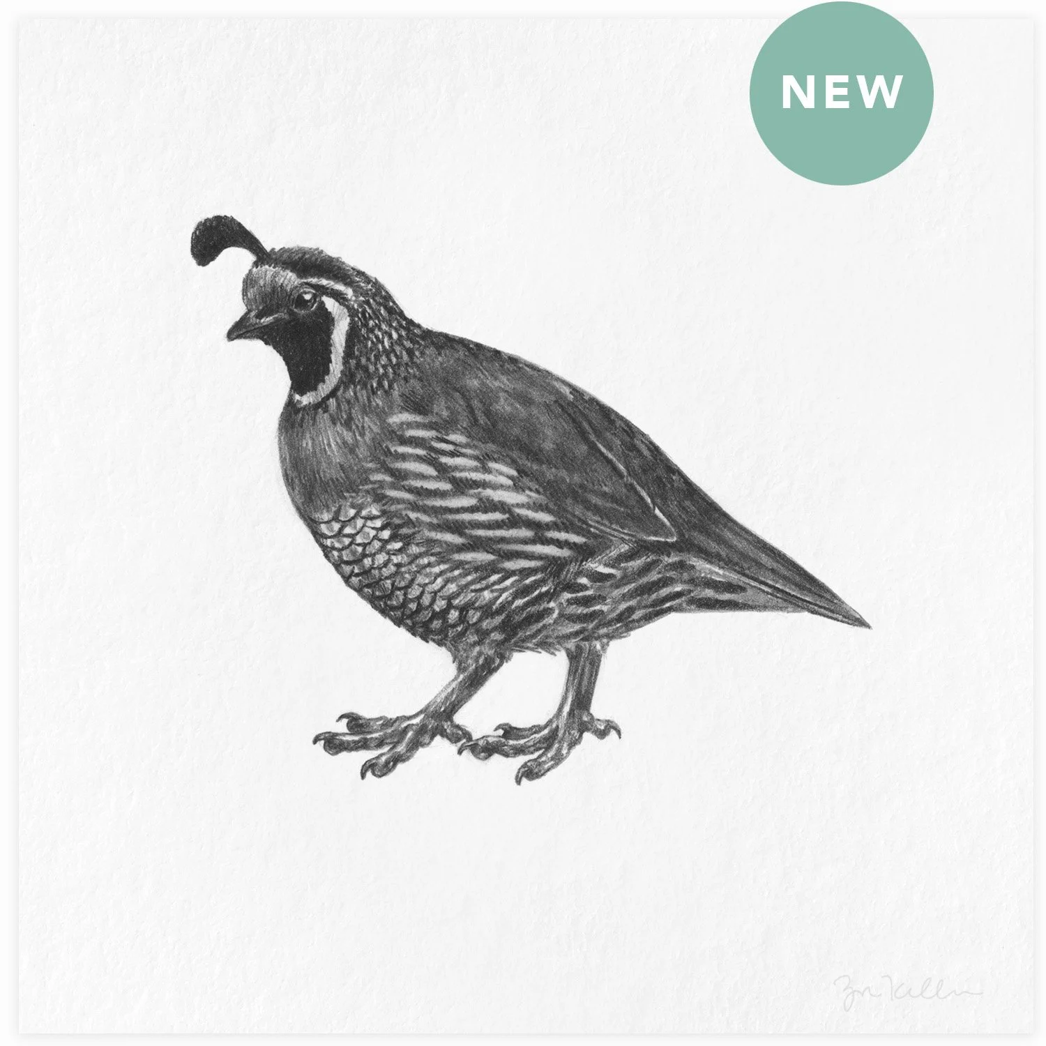 California Quail - $15 