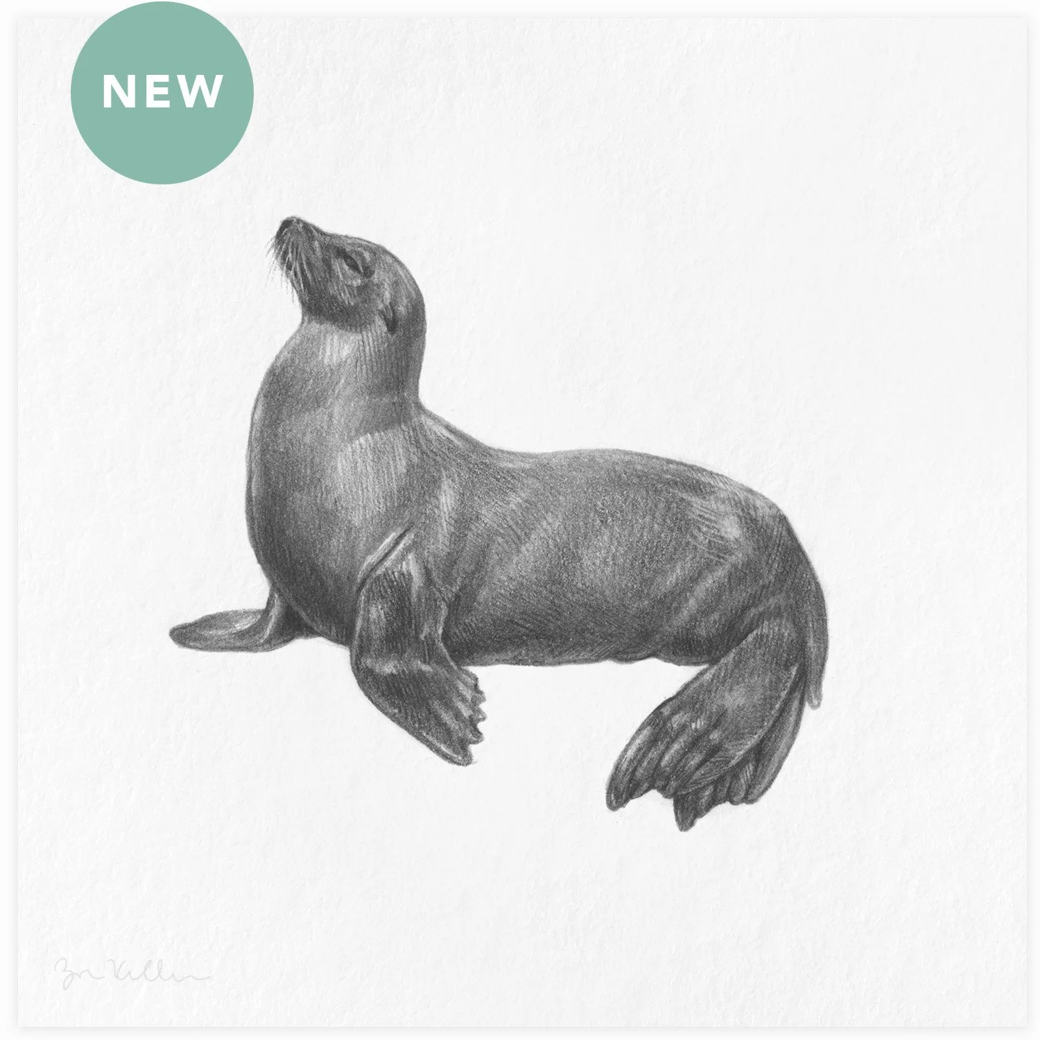 California Sea Lion - $15