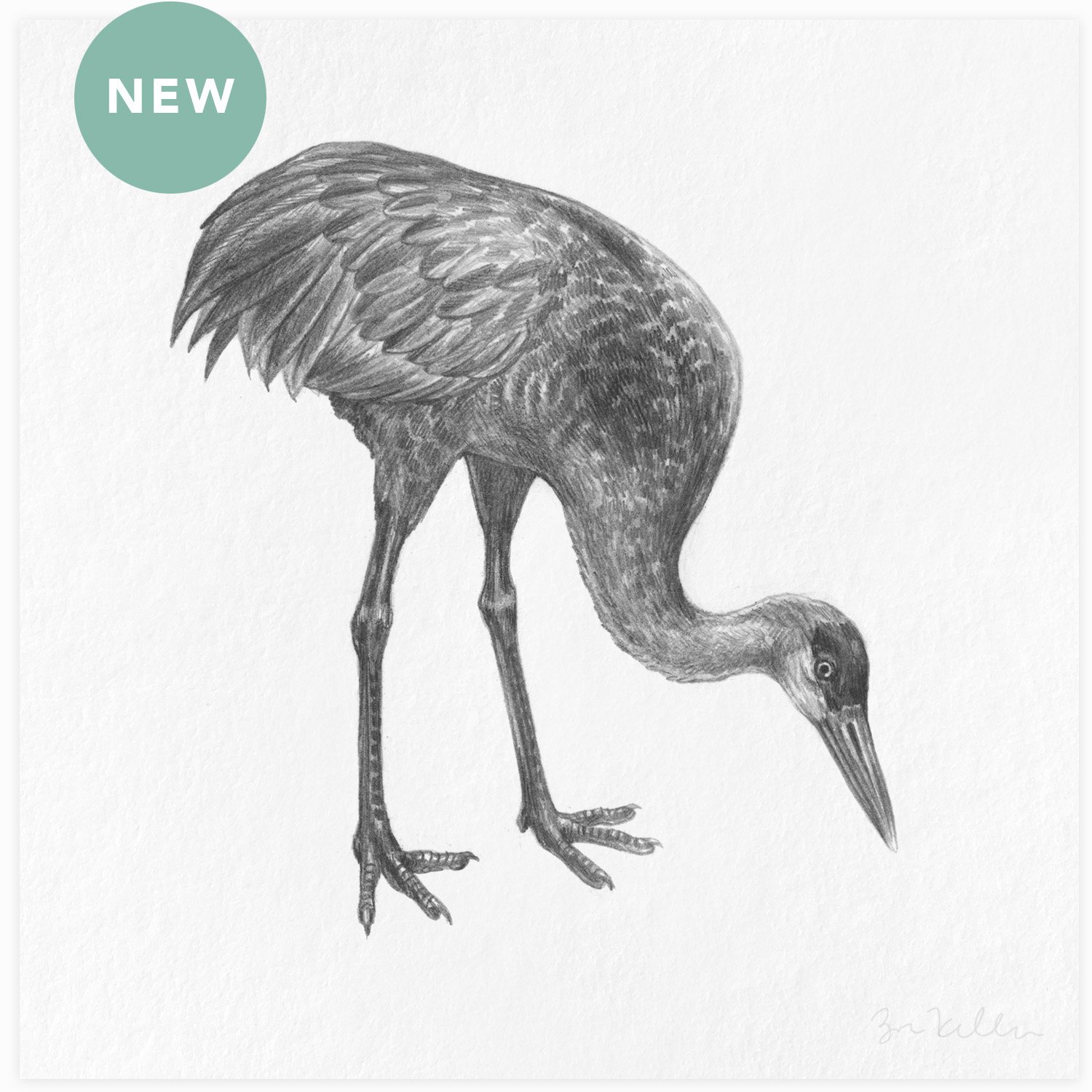 Florida Sandhill Crane - $15