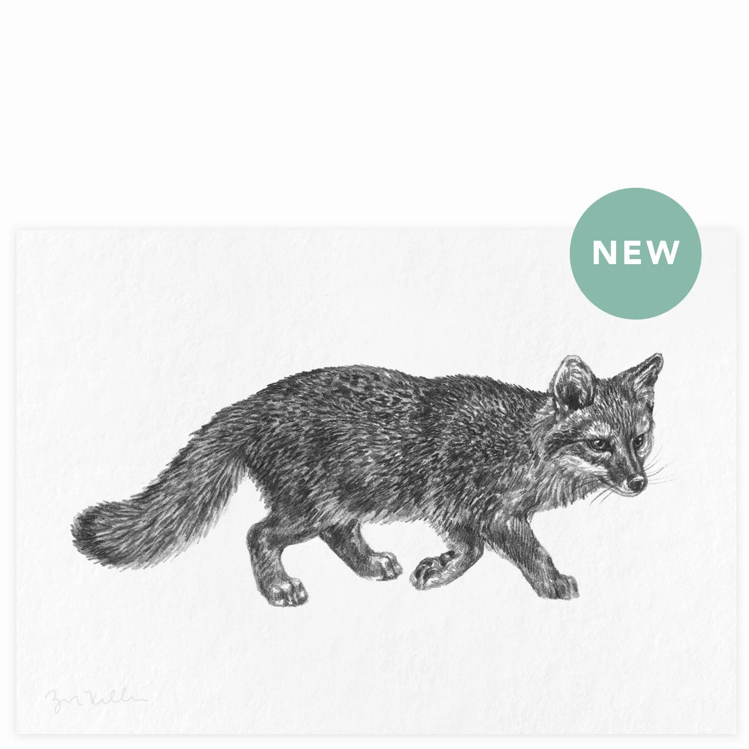 Island Fox - $10 