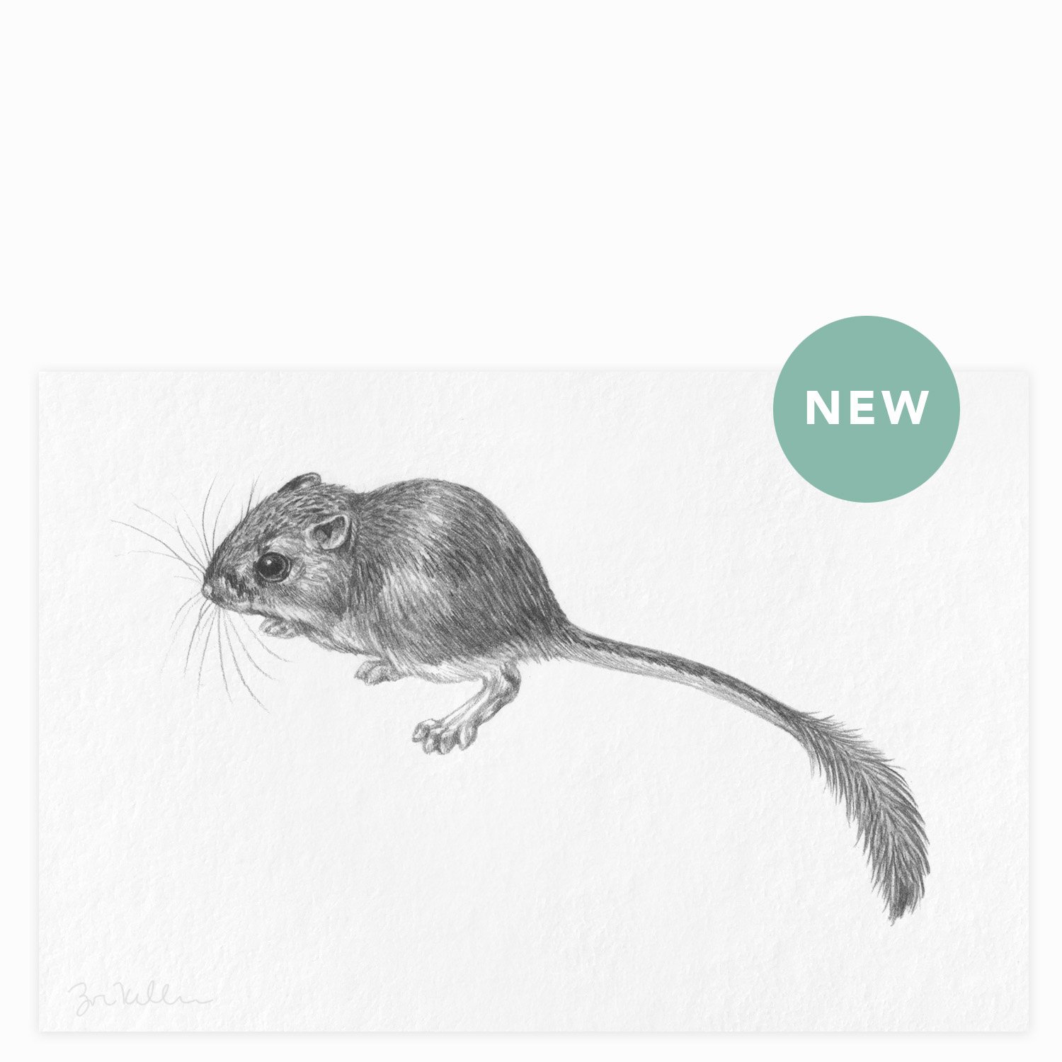 Giant Kangaroo Rat - $12